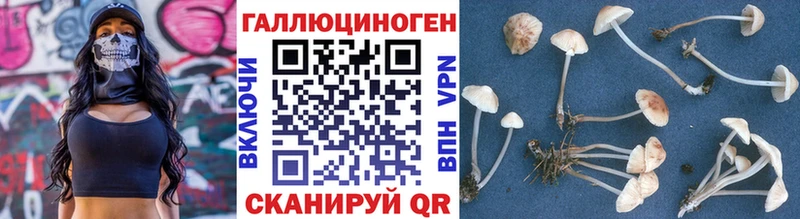 shop Telegram наркотики Инсар Псилоцибиновые грибы Psilocybine cubensis